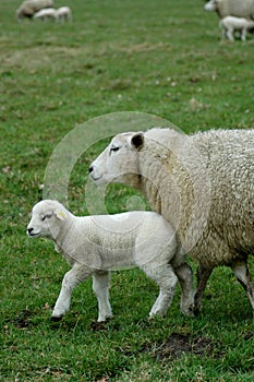 Lamb in the fields