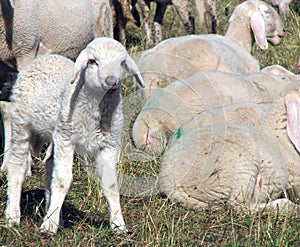 Lamb of the flock of sheep graze