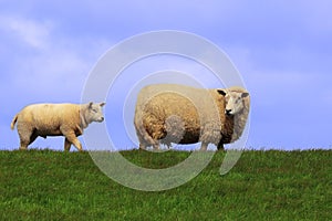 Lamb follow the mother sheep