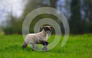 Lamb Gambolling in Meadow