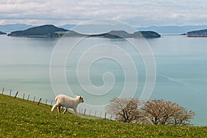 lamb on grassy meadow in Duder Regional Park