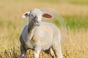 Lamb Grazes in a Meadow, Lamb in a field