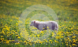 A lamb grazes on a spring meadow with a sunny day