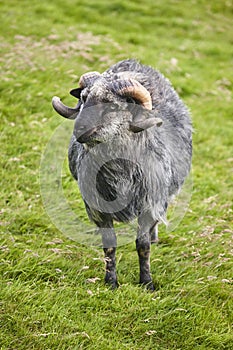 Lamb grazing in the countryside Faroe islands