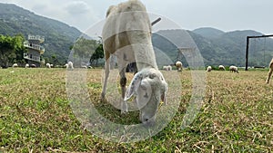 Lamb grazing on a green field. A flock of sheep on a farm