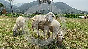 Lamb grazing on a green field. A flock of sheep on a farm