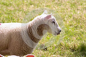 Lamb grazing in a green field on a sunny summer day. Longton Brickcroft Nature Reserve, UK. photo