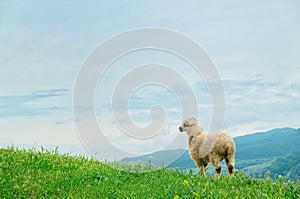 Lamb grazing on the picturesque landscape