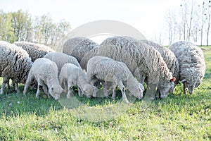 Lamb grazing in rural field
