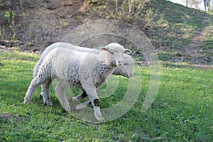 Lamb grazing in rural field