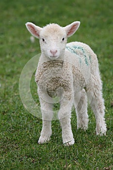 Lamb in green field