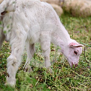 Lamb on the green grass