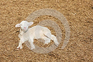 Lamb on hays