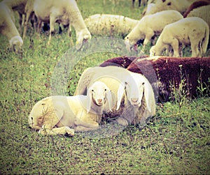 lamb with her mother in the middle of the flock with vintage eff
