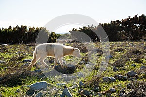 Lamb on island Pag