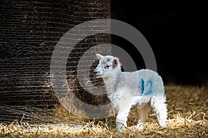 Lamb isolated in a lambing pen during the lambing season