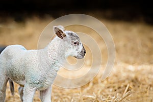 Lamb isolated in a lambing pen during the lambing season