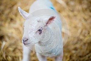 Lamb isolated in a lambing pen during the lambing season