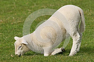 Lamb Kneeling