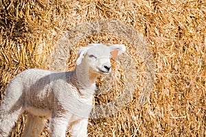 lamb in a lambing pen during the lambing season