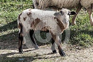 A lamb on the land photo