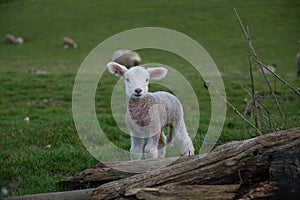 Lamb