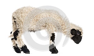 Lamb looking down in front of white