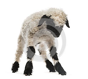 Lamb looking down in front of white