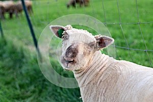 Lamb looking with head up