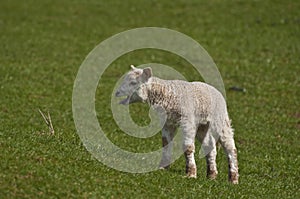 Lamb looking for mother