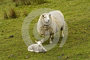 Lamb lying down with mother sheep in close attendance
