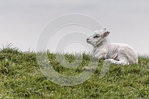 Lamb lying on the grass