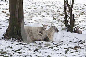 Lamb lying on mother sheep in a cold field during winter snow