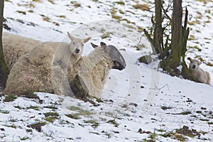 Lamb lying on mother sheep in a cold field during winter snow