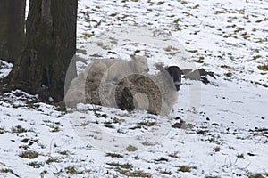 Lamb lying on mother sheep in a cold field during winter snow