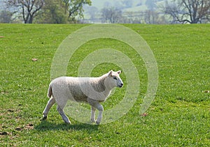 Lamb in Meadow