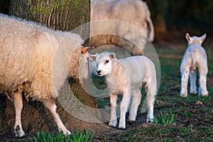 A lamb on the meadow