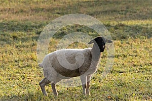 A lamb on a meadow in the morning