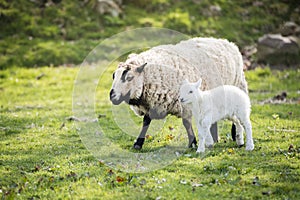 Lamb with mother in countryside, brecon beacons