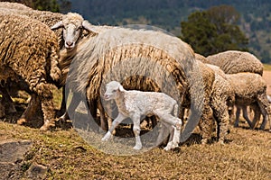 Lamb with mother sheep