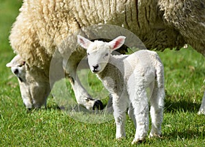 Lamb with mother sheep in springtime
