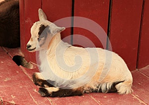 Lamb at Old MacDonald's Farm