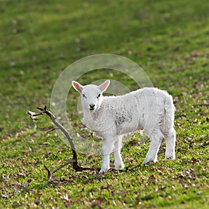 Lamb (Ovis aries) & Stick photo