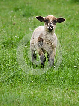 Lamb on the pasture photo