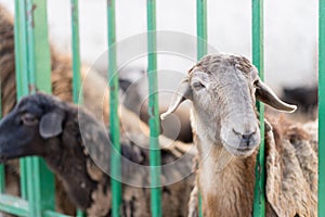 Lamb peep out of the corral