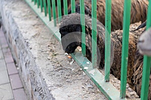 Lamb peep out of the corral