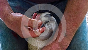 Lamb recieving medicine from farmer