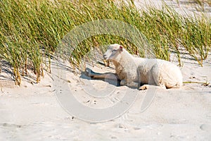 Lamb relaxing on the beach on a sunny day, on Sylt island, Germany