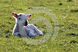 Lamb relaxing in field