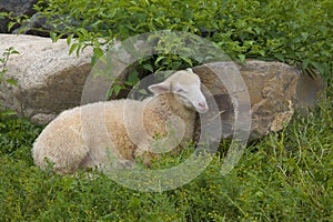 Lamb resting peaceful sheep in green grass agriculture country farm animal